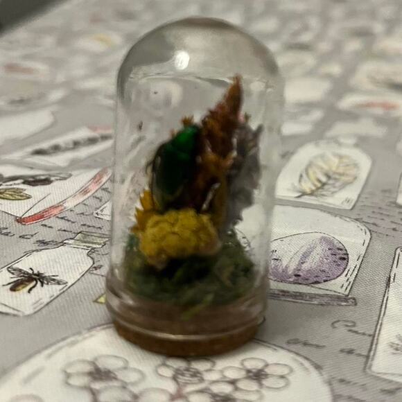 Handmade beetle dome taxidermy jar - Picture 4 of 6